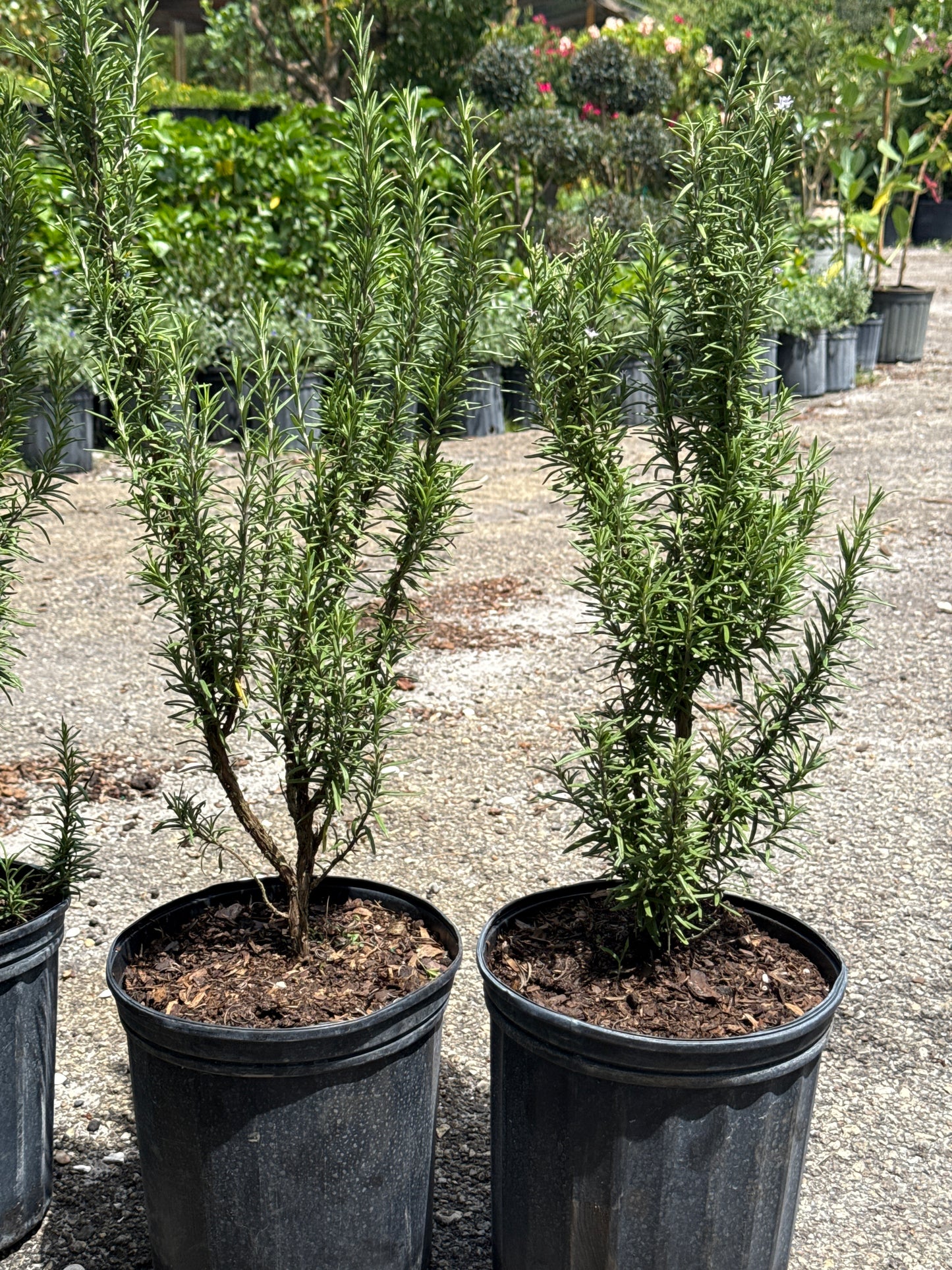 Rosemary