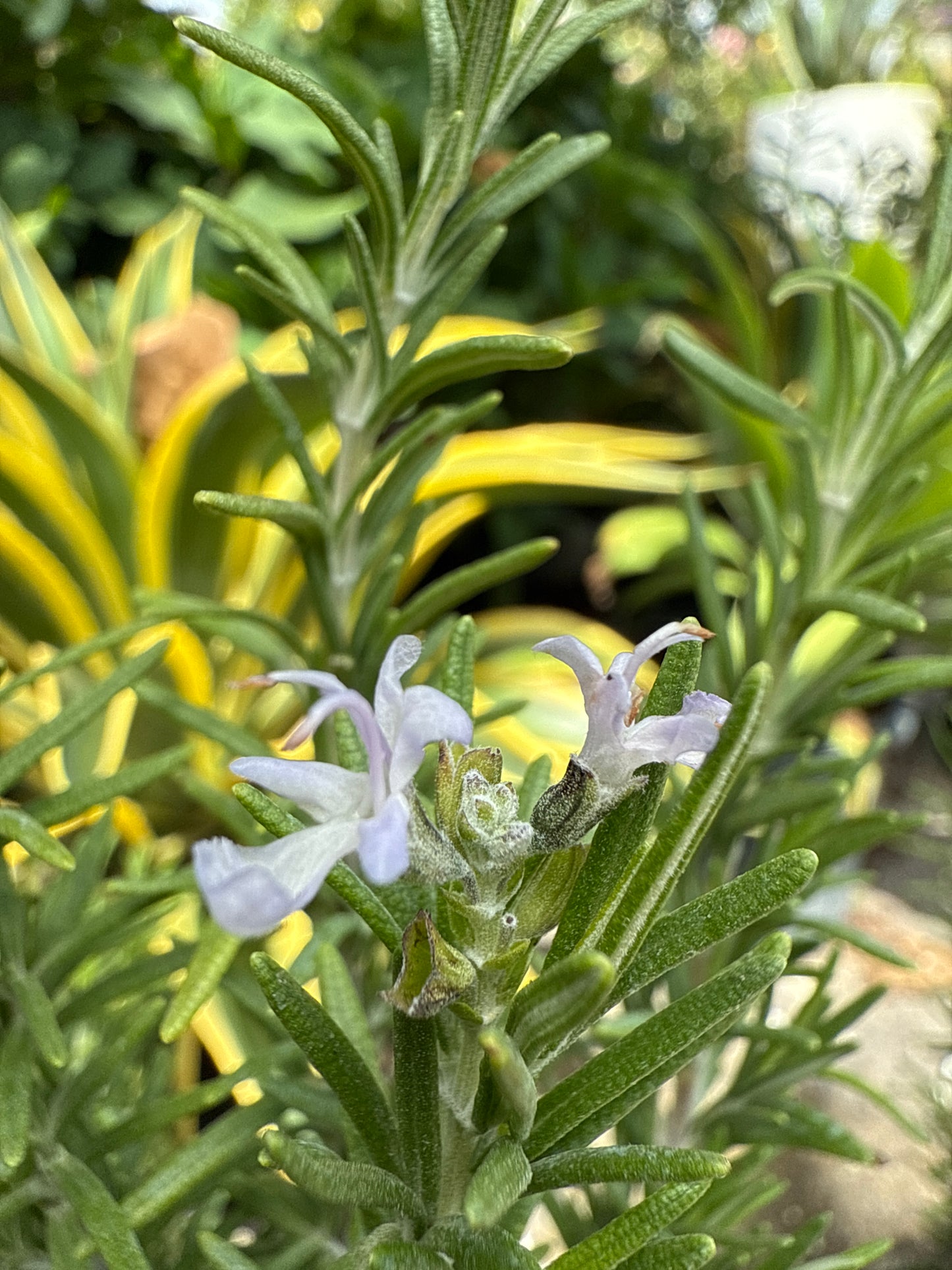 Rosemary