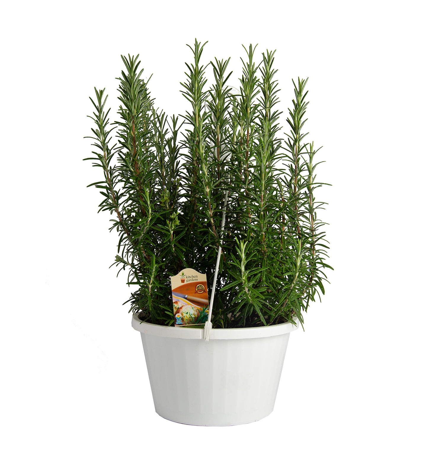Herbs Basket/ Garden