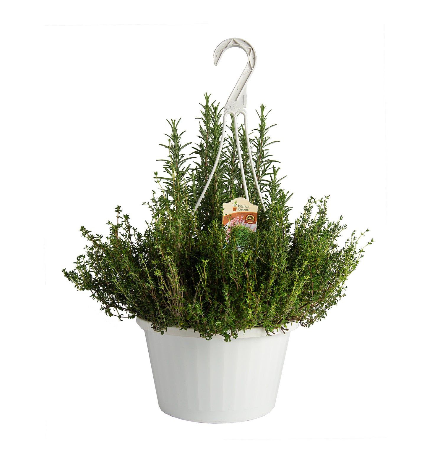 Herbs Basket/ Garden