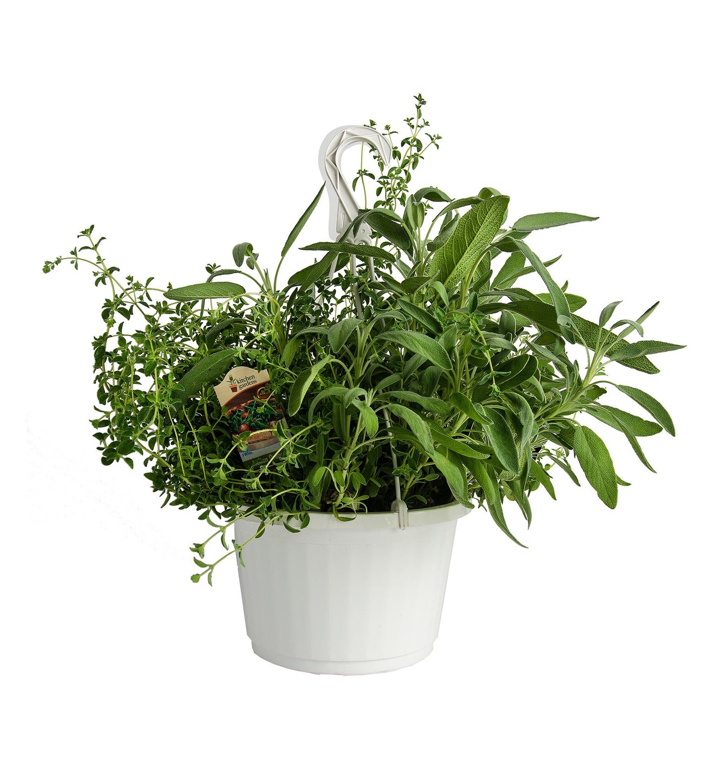 Herbs Basket/ Garden