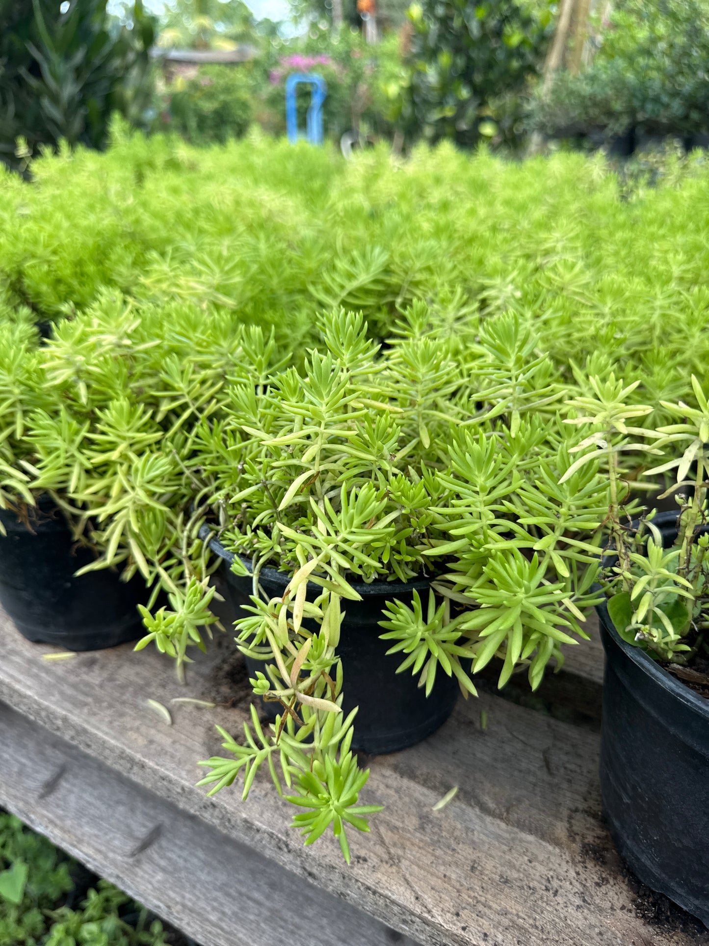 Sedum Rupestre
