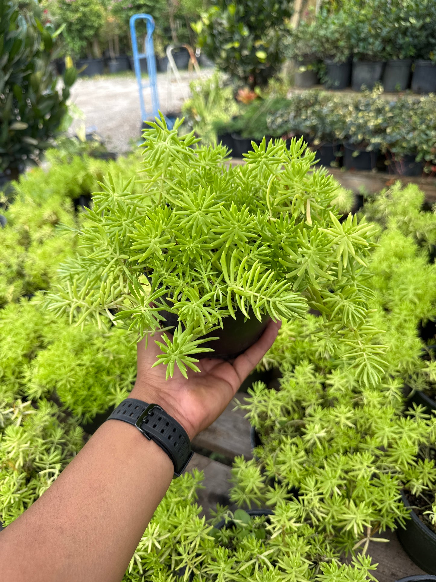 Sedum Rupestre