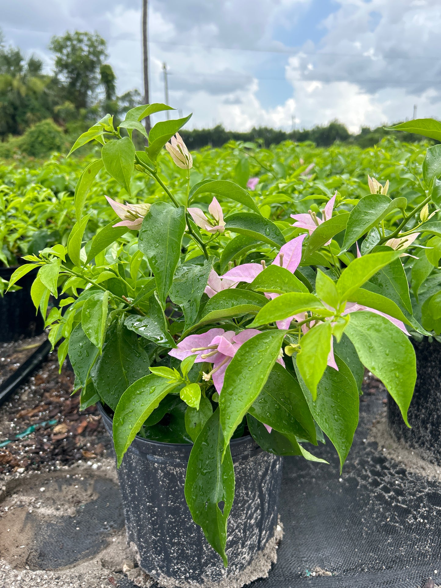 Bougainvillea Bush