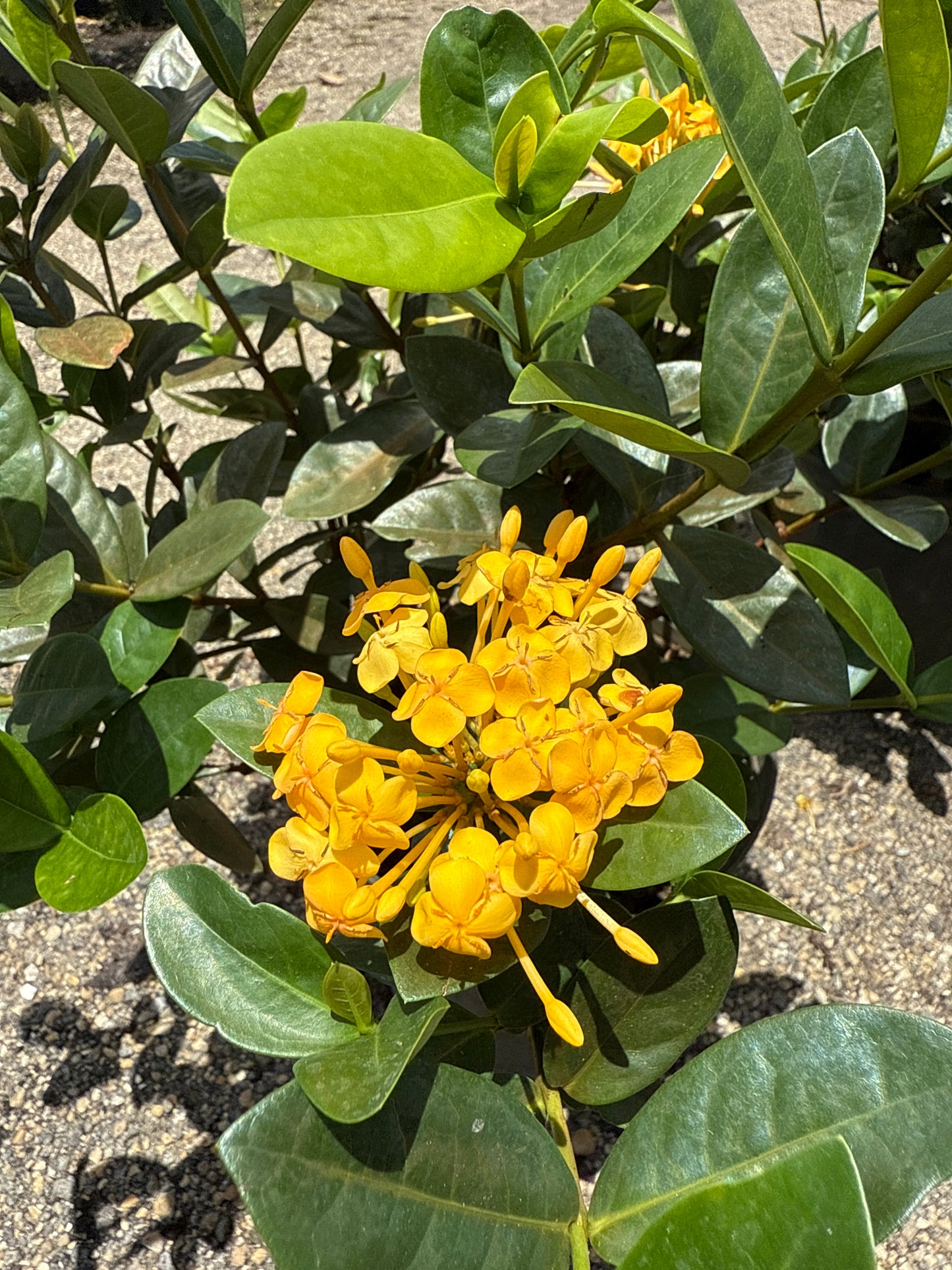Ixora Maui