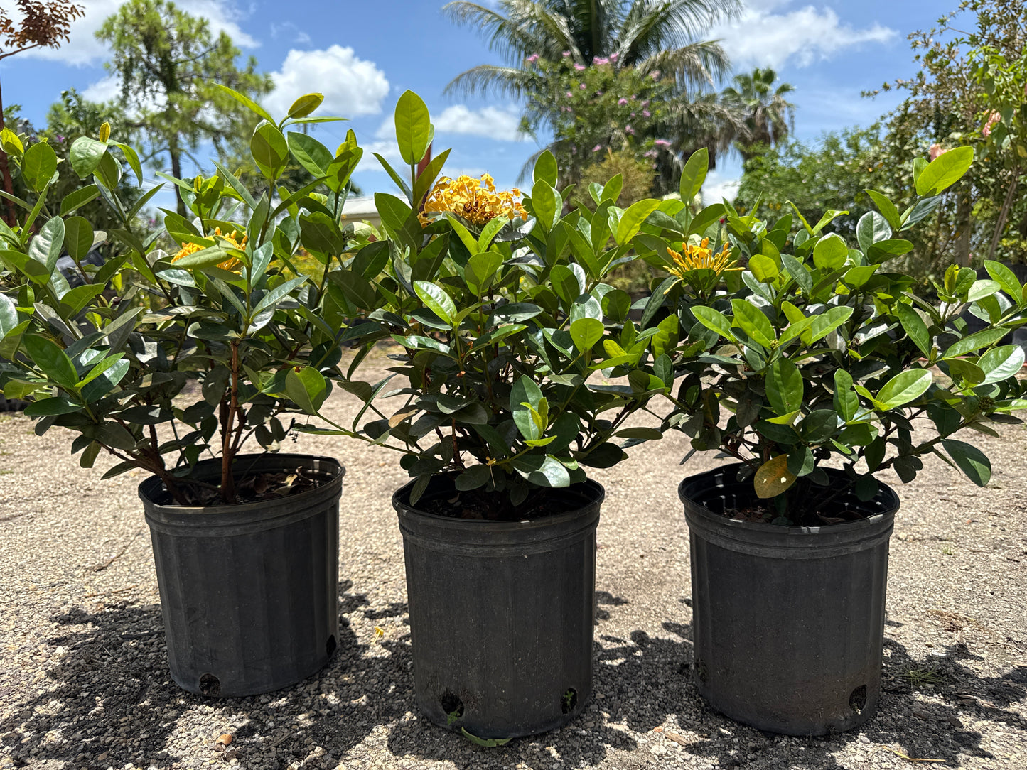 Ixora Maui