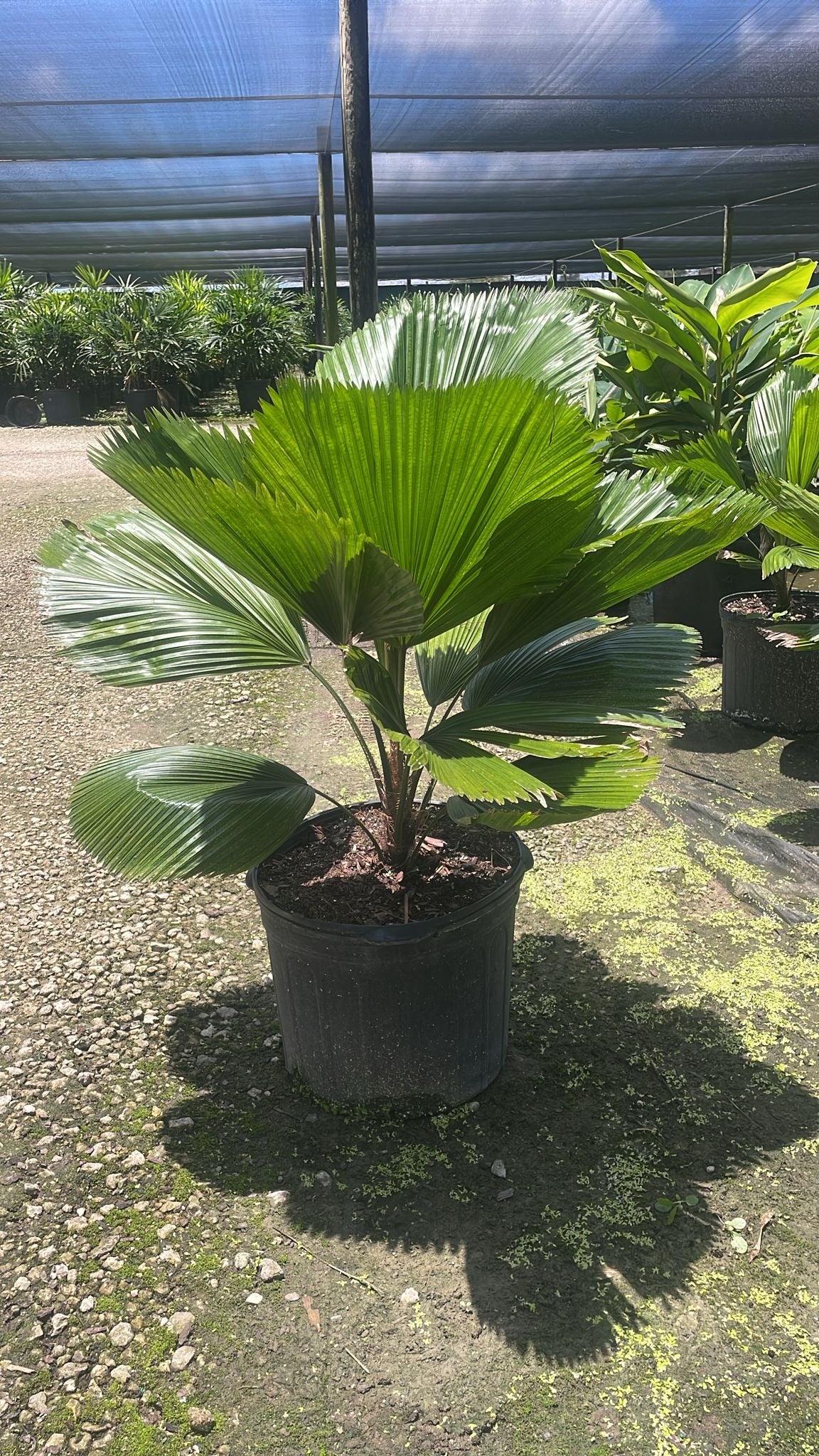 Licuala Palm
