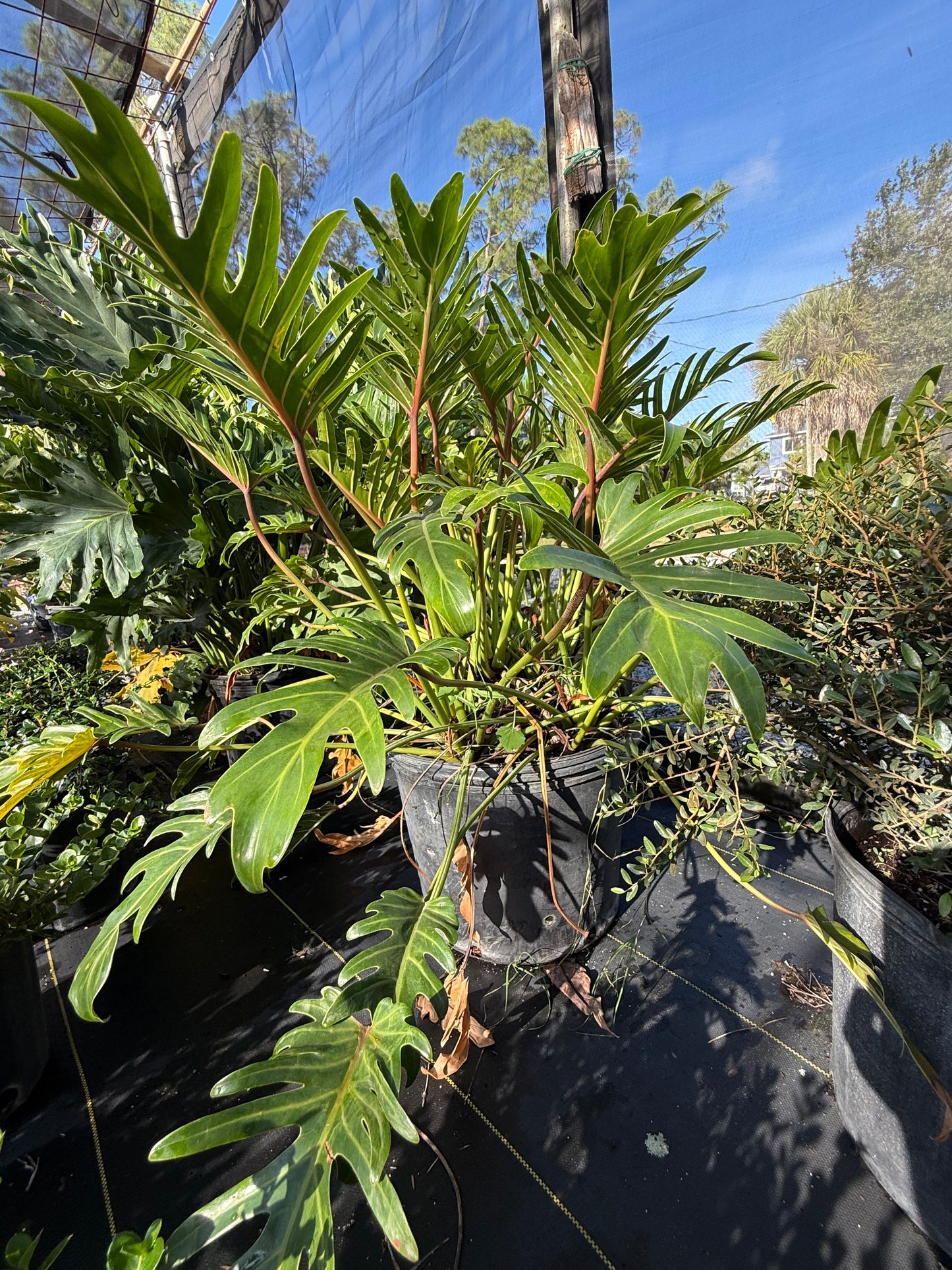 Philodendron Selloum