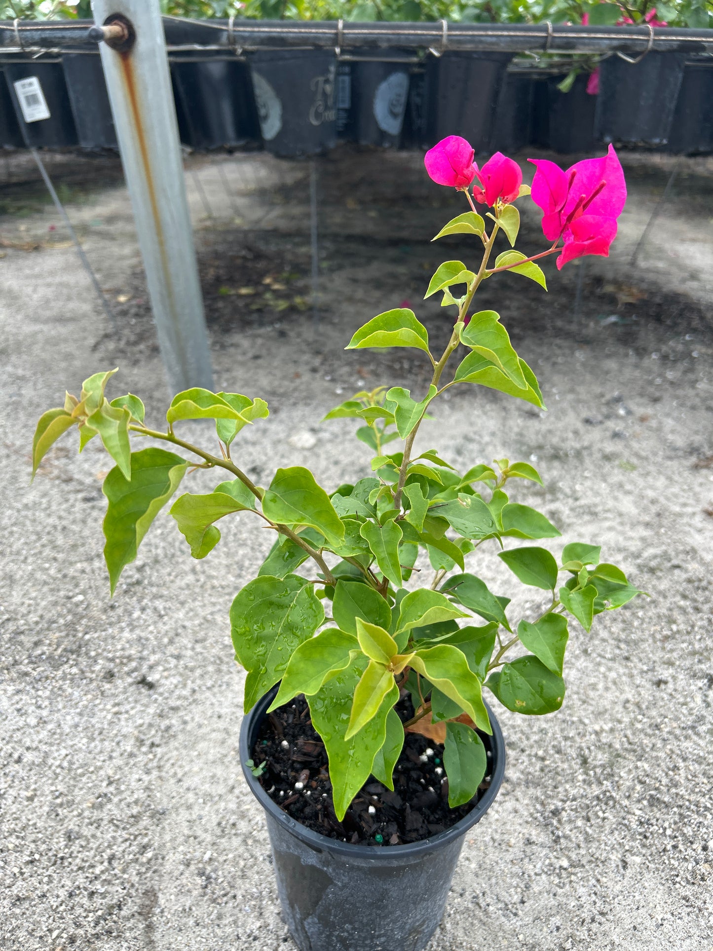 Bougainvillea Bush