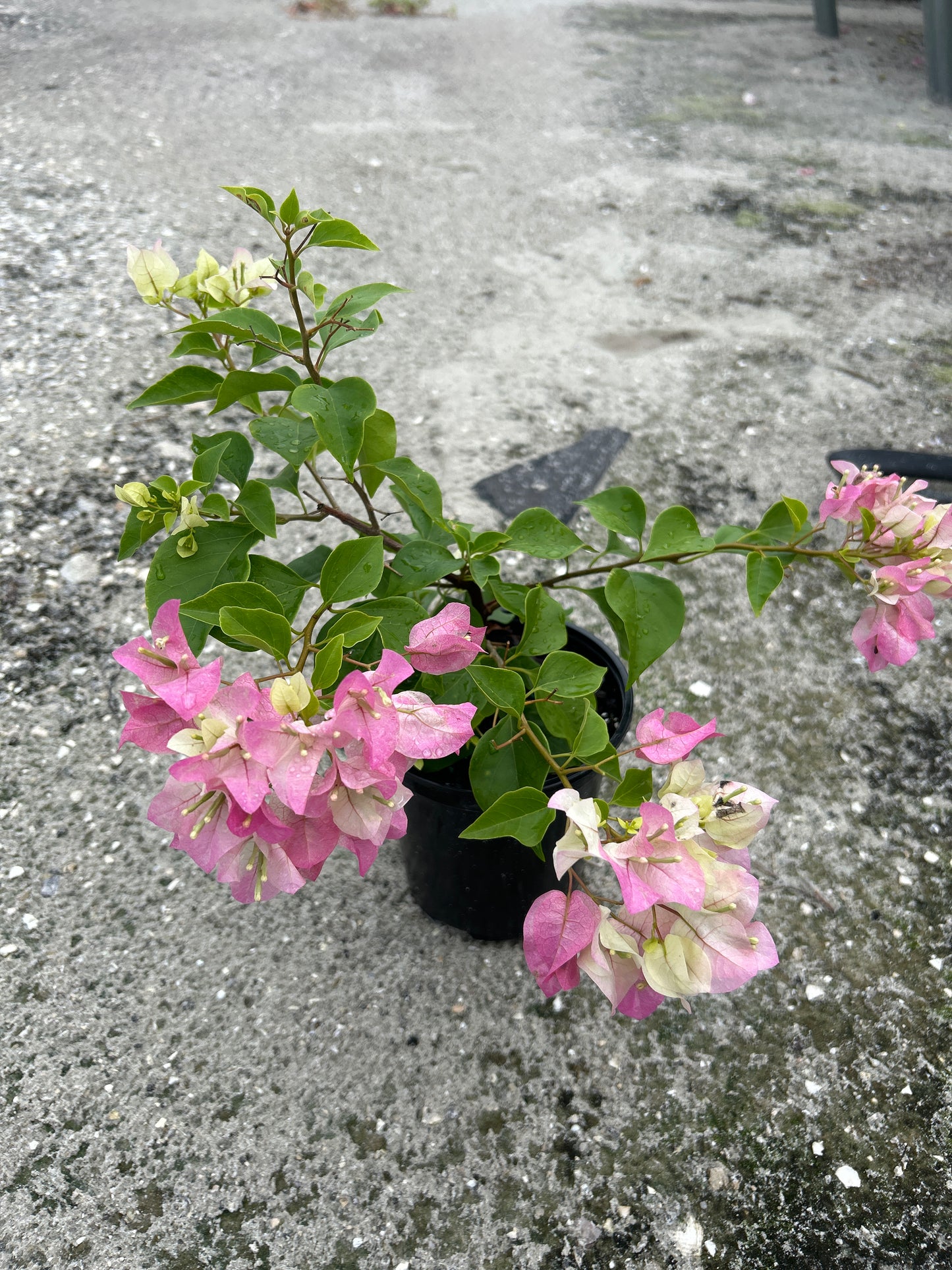 Bougainvillea Bush