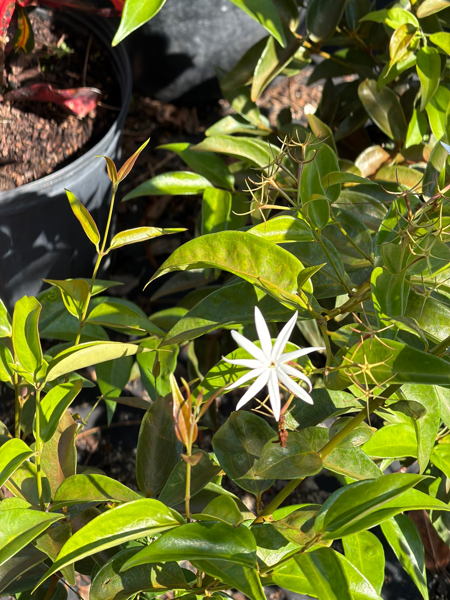 Star Jasmine