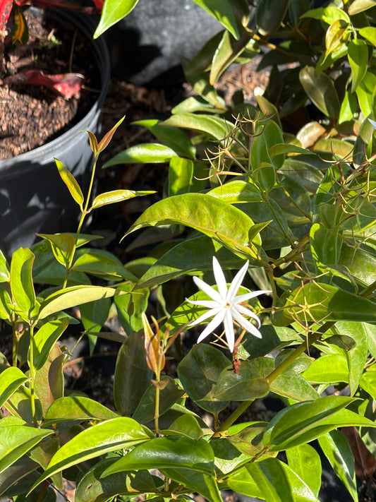 Star Jasmine