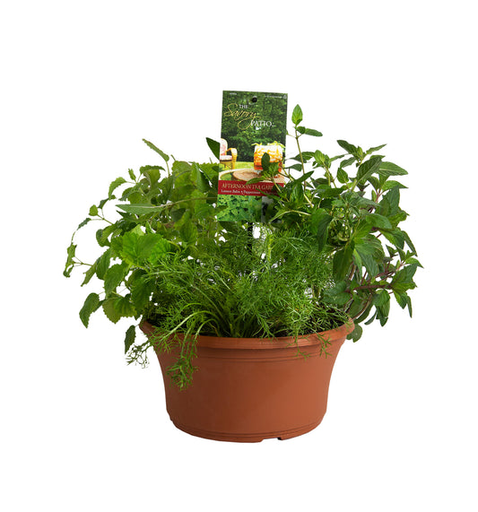 Herbs Basket/ Garden