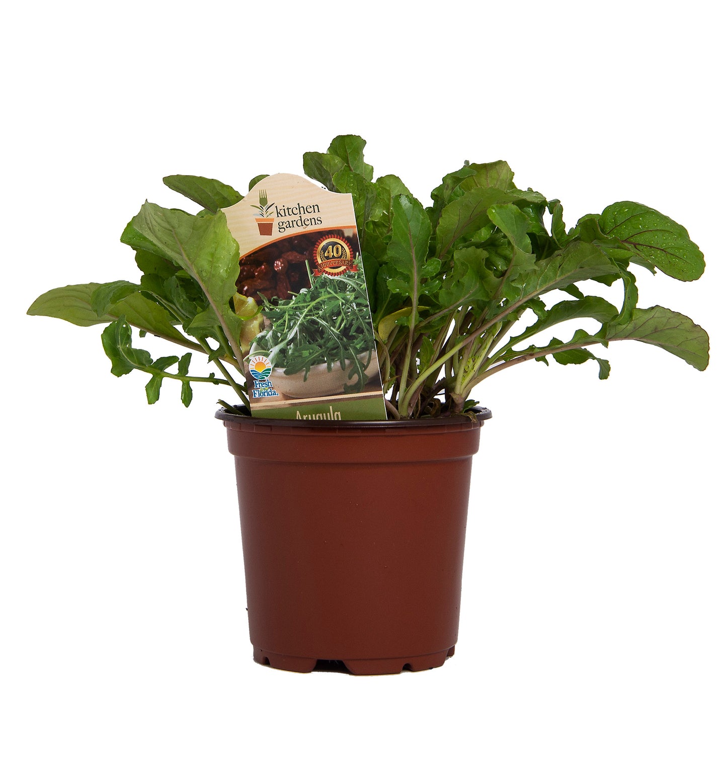 Herbs