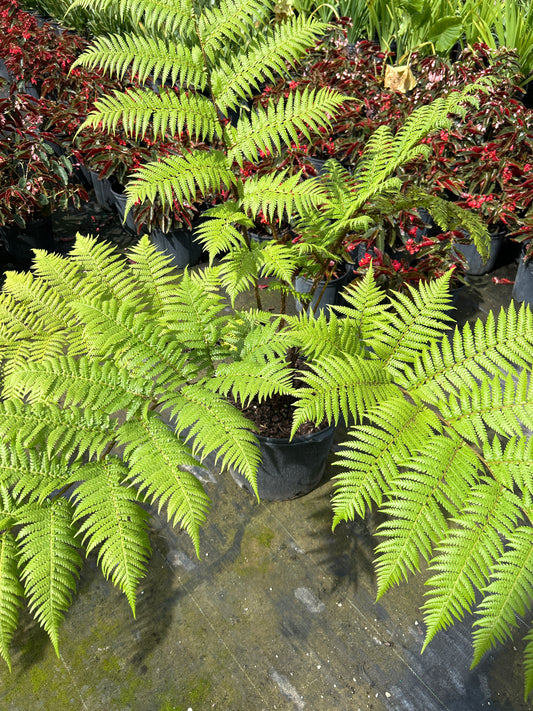Australian Fern Tree