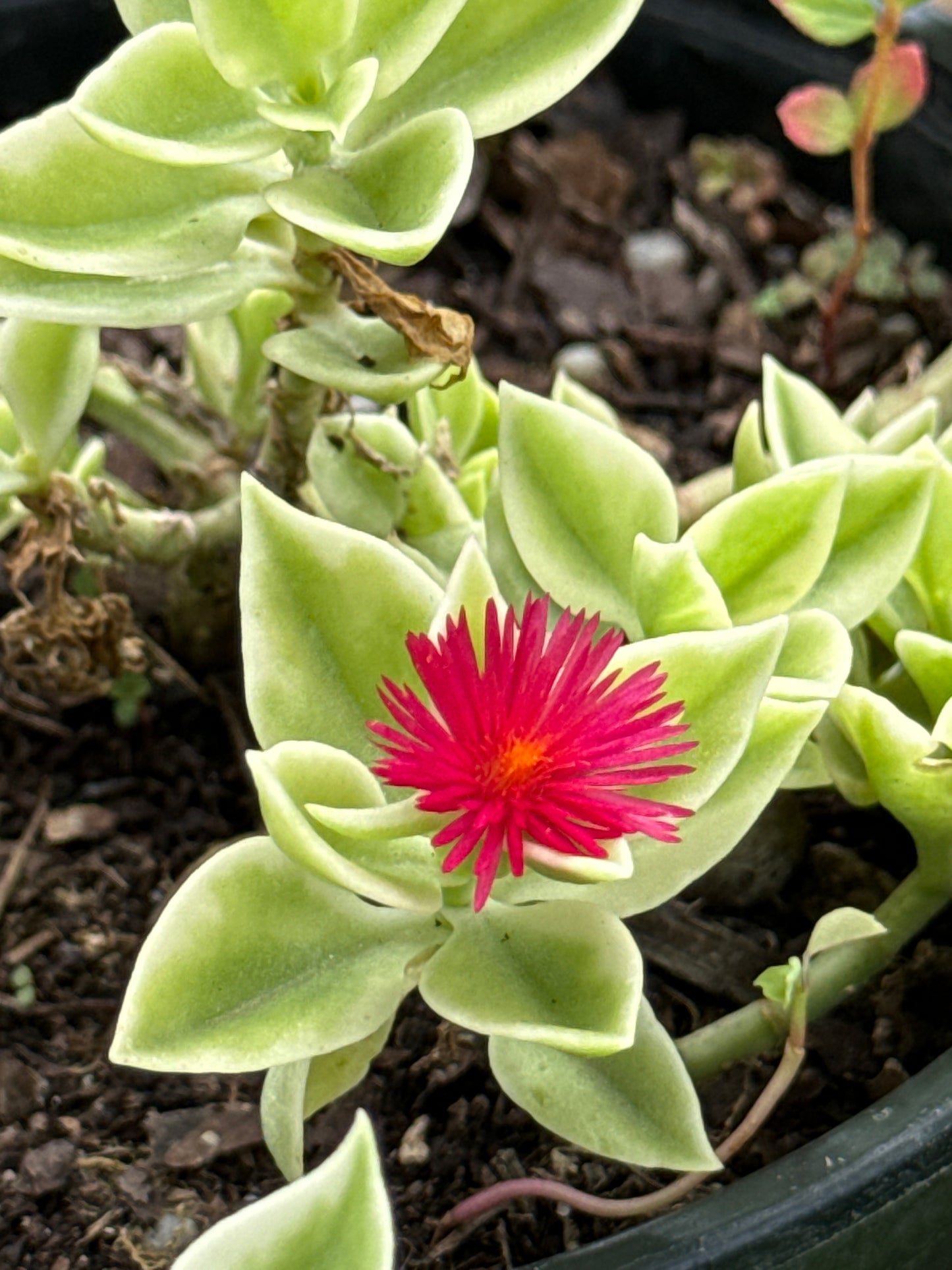 Baby Sun Rose