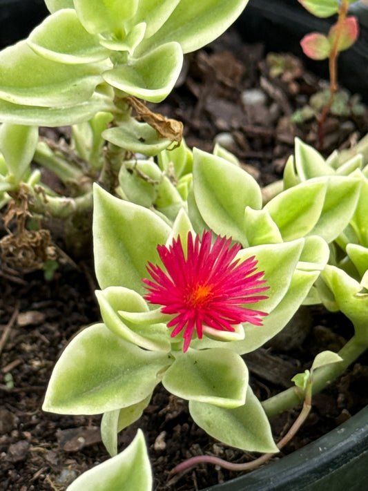 Baby Sun Rose
