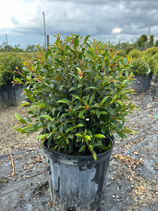 Eugenia Sphere