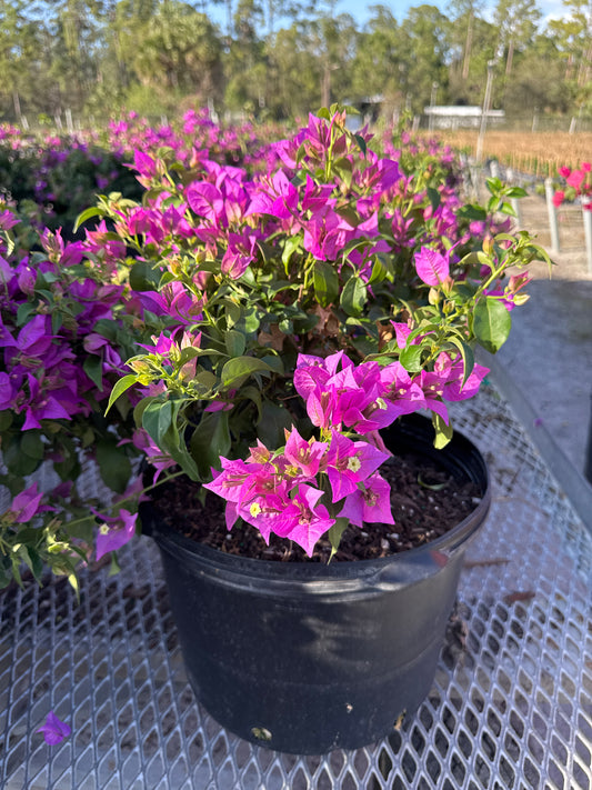 Bougainvillea Bush