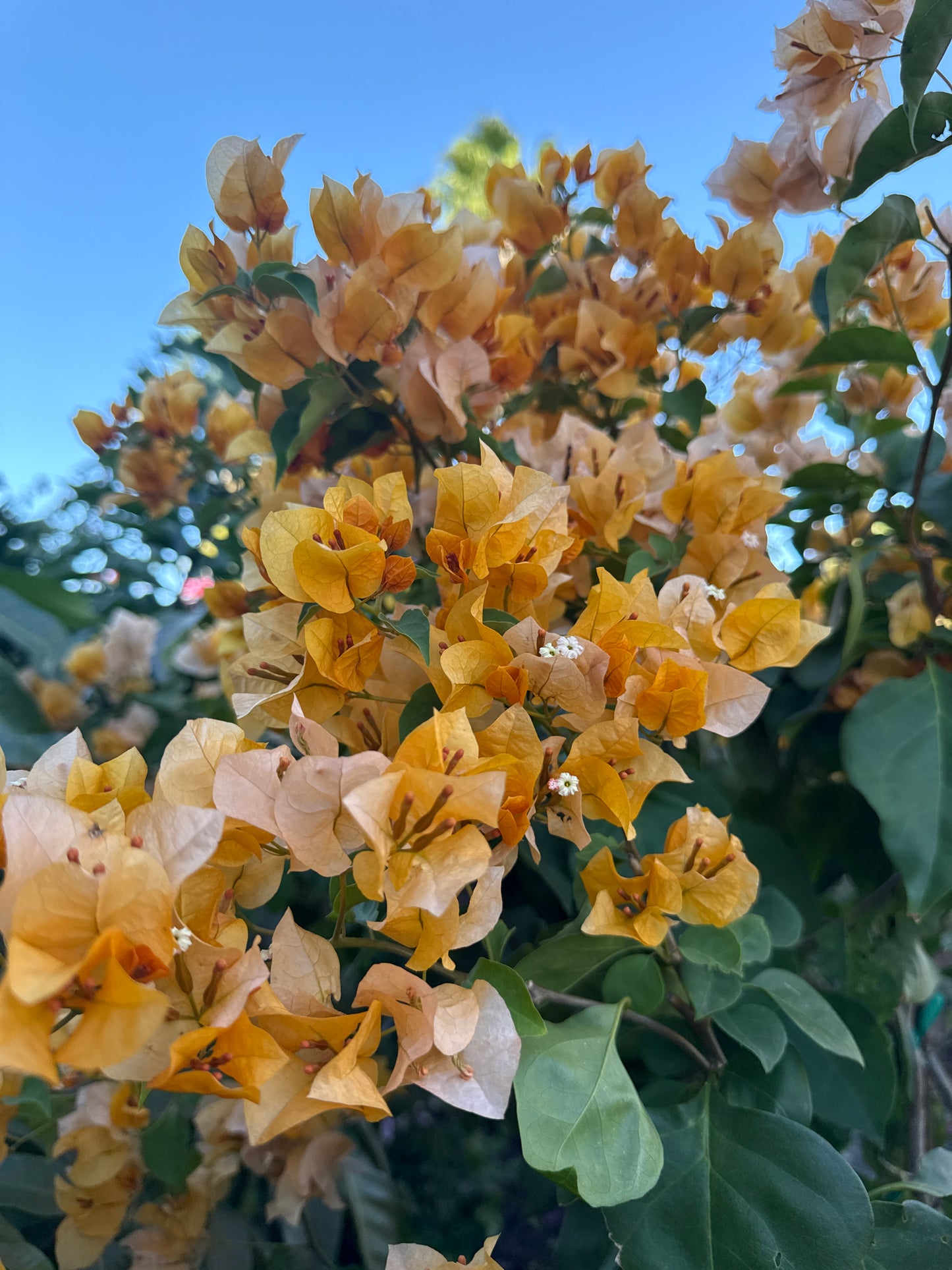 Bougainvillea Tree