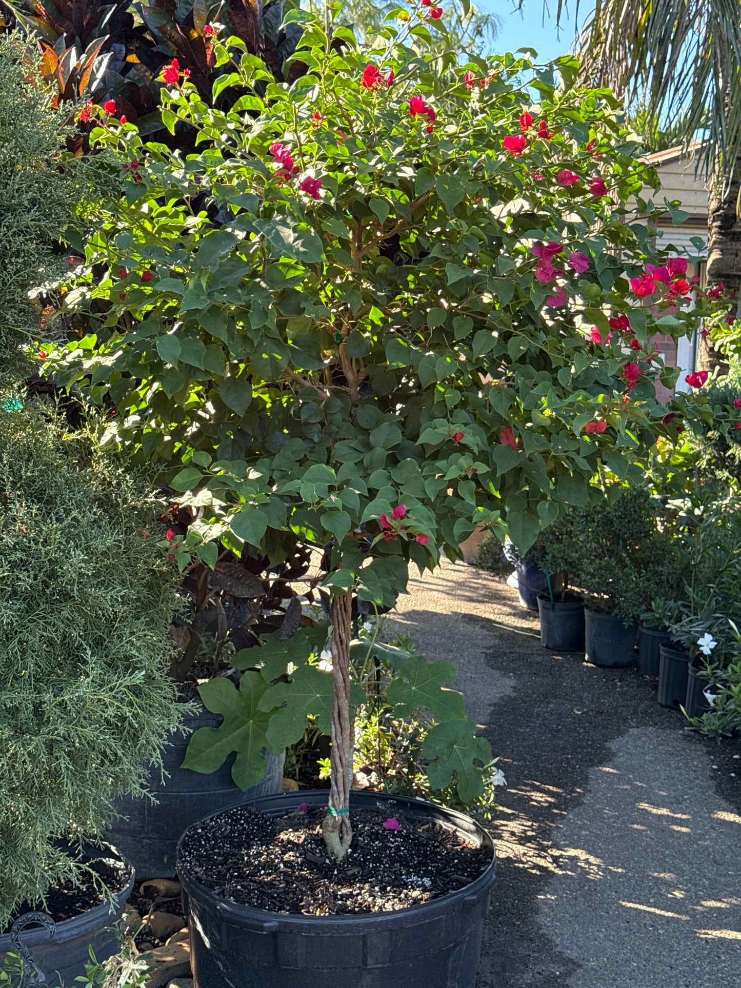 Bougainvillea Tree
