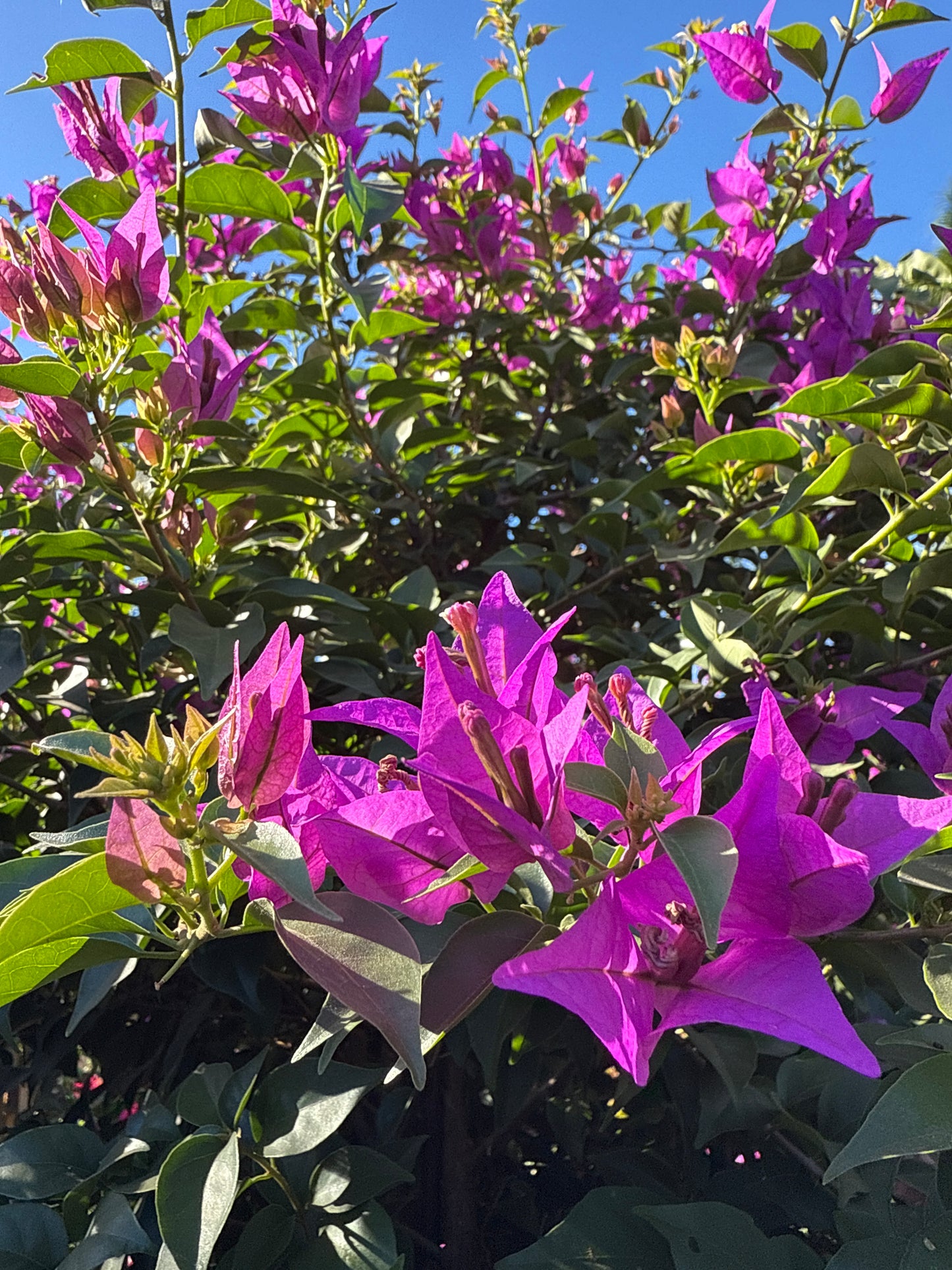 Bougainvillea Tree