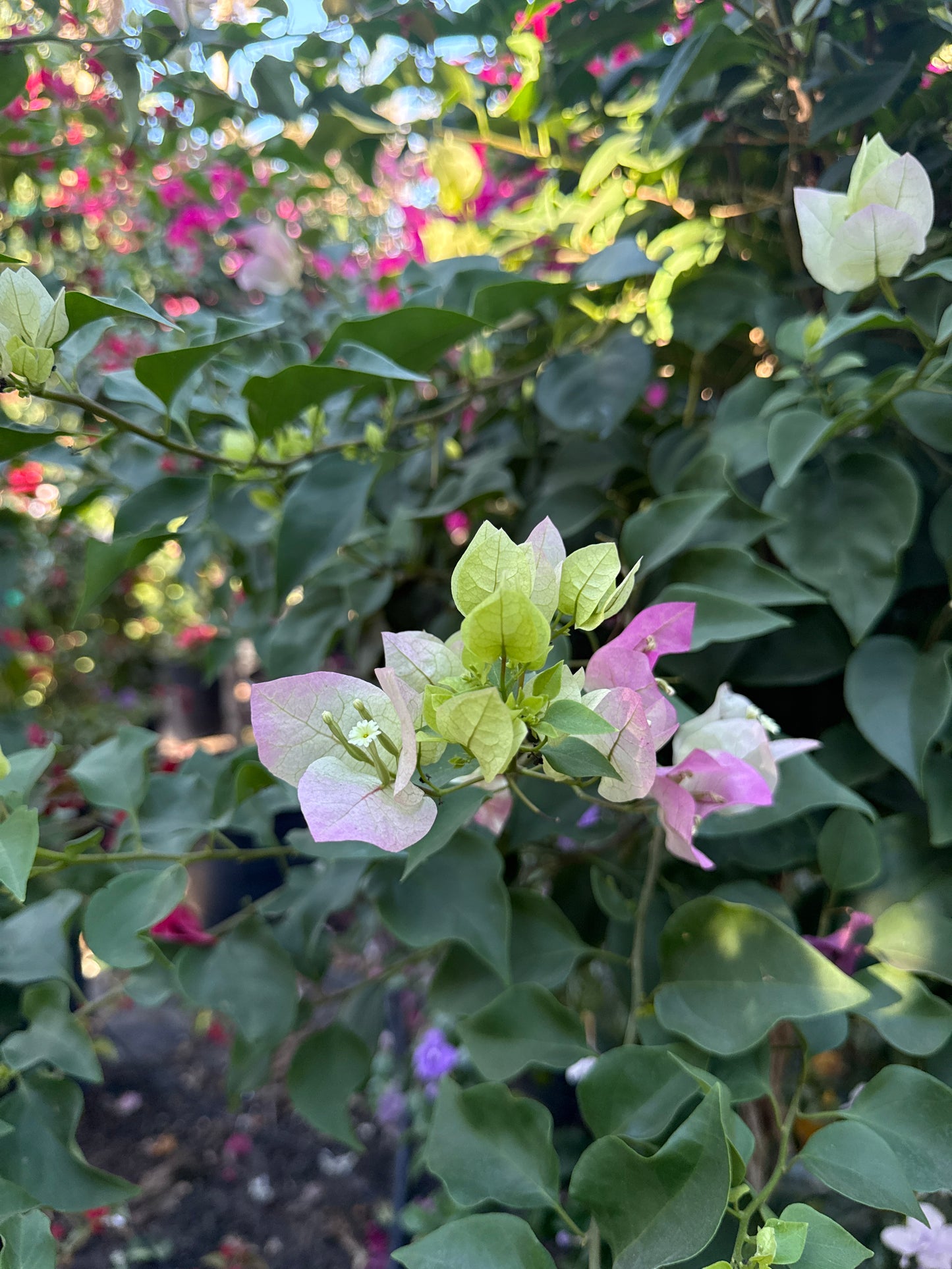 Bougainvillea Tree