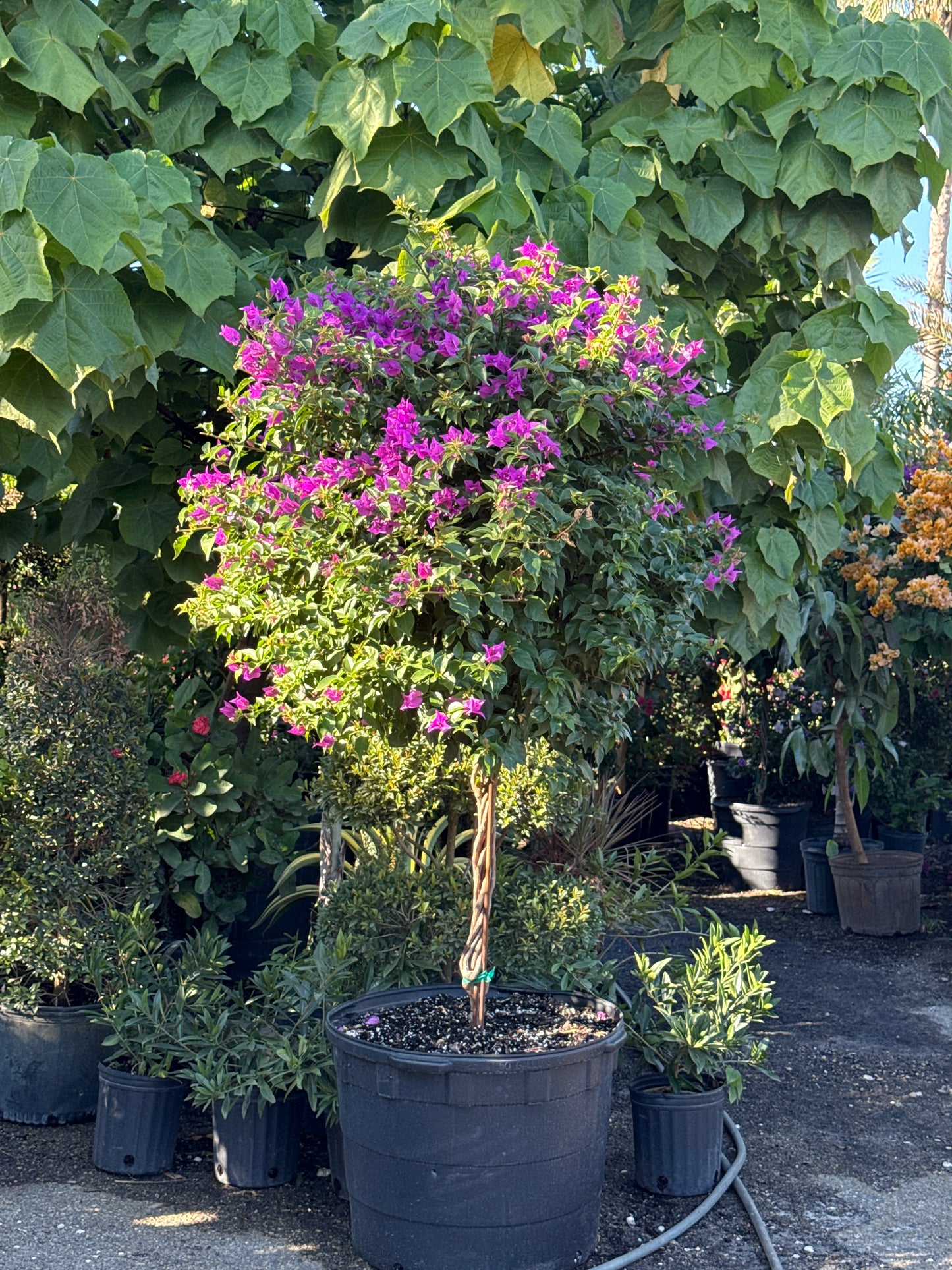 Bougainvillea Tree