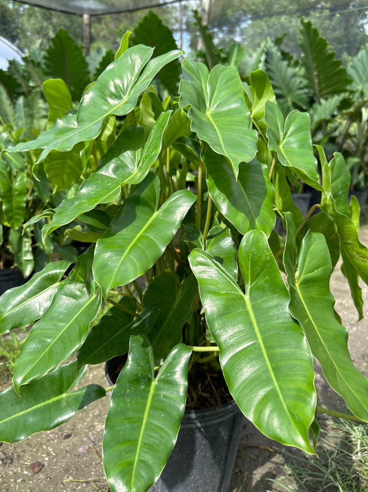 Burle marx