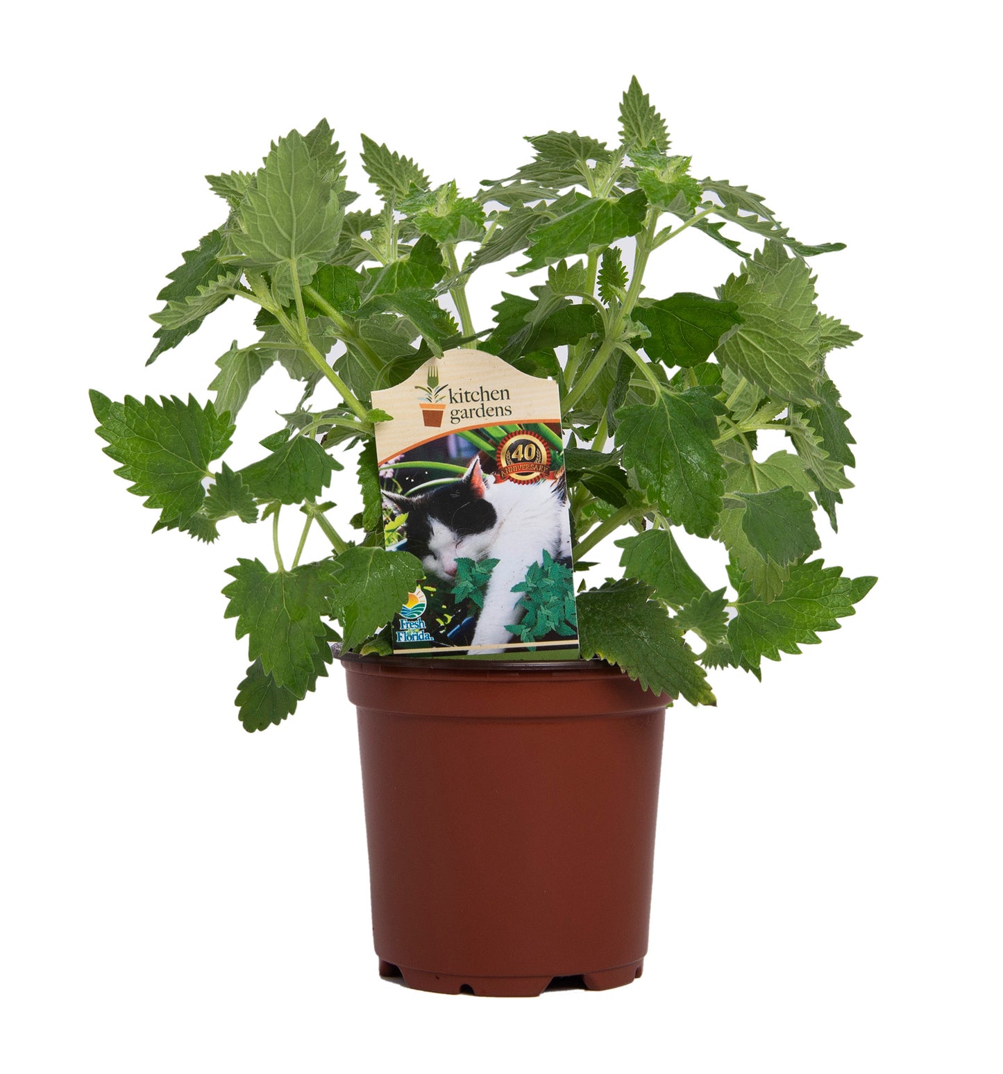 Herbs