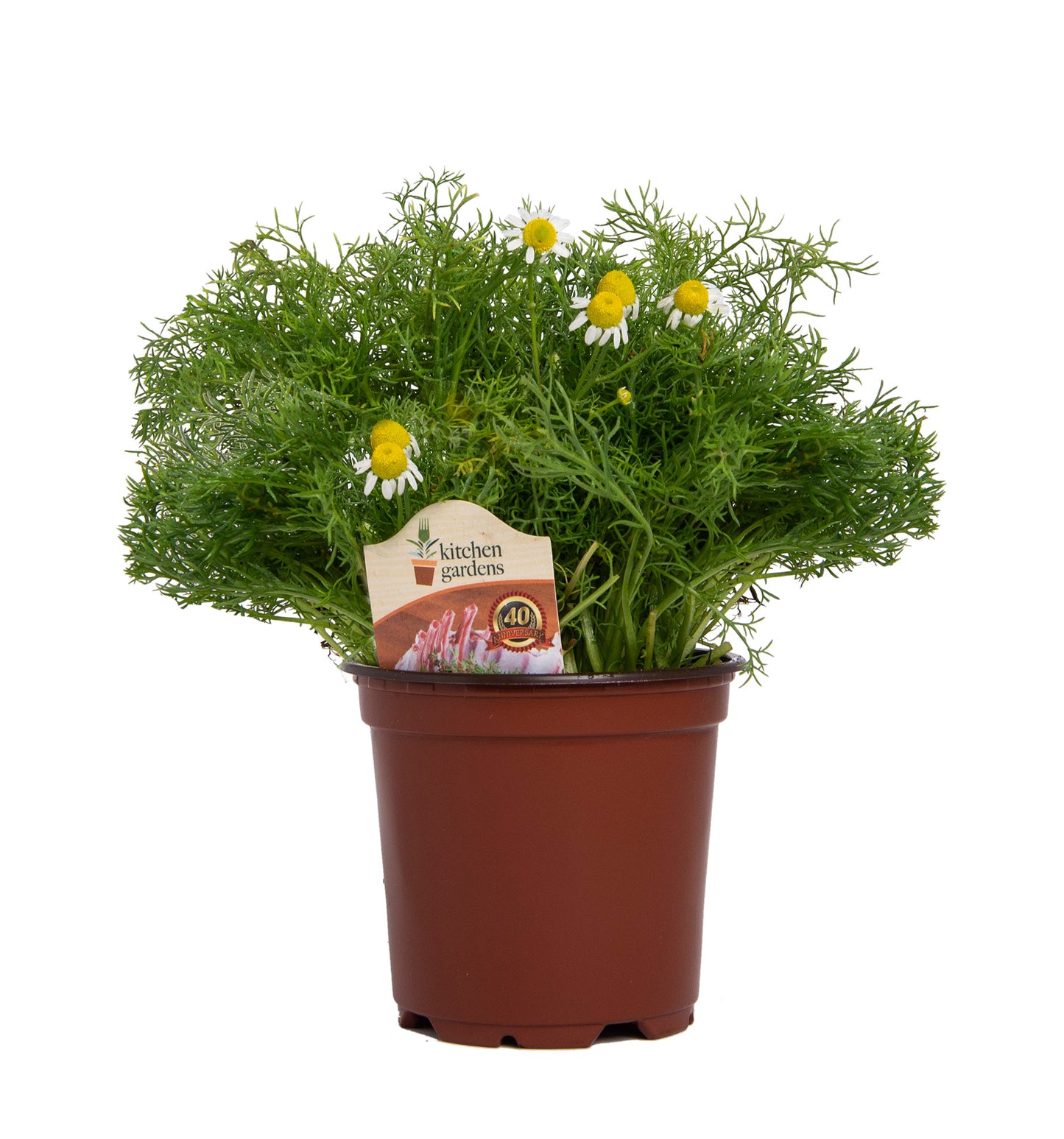 Herbs