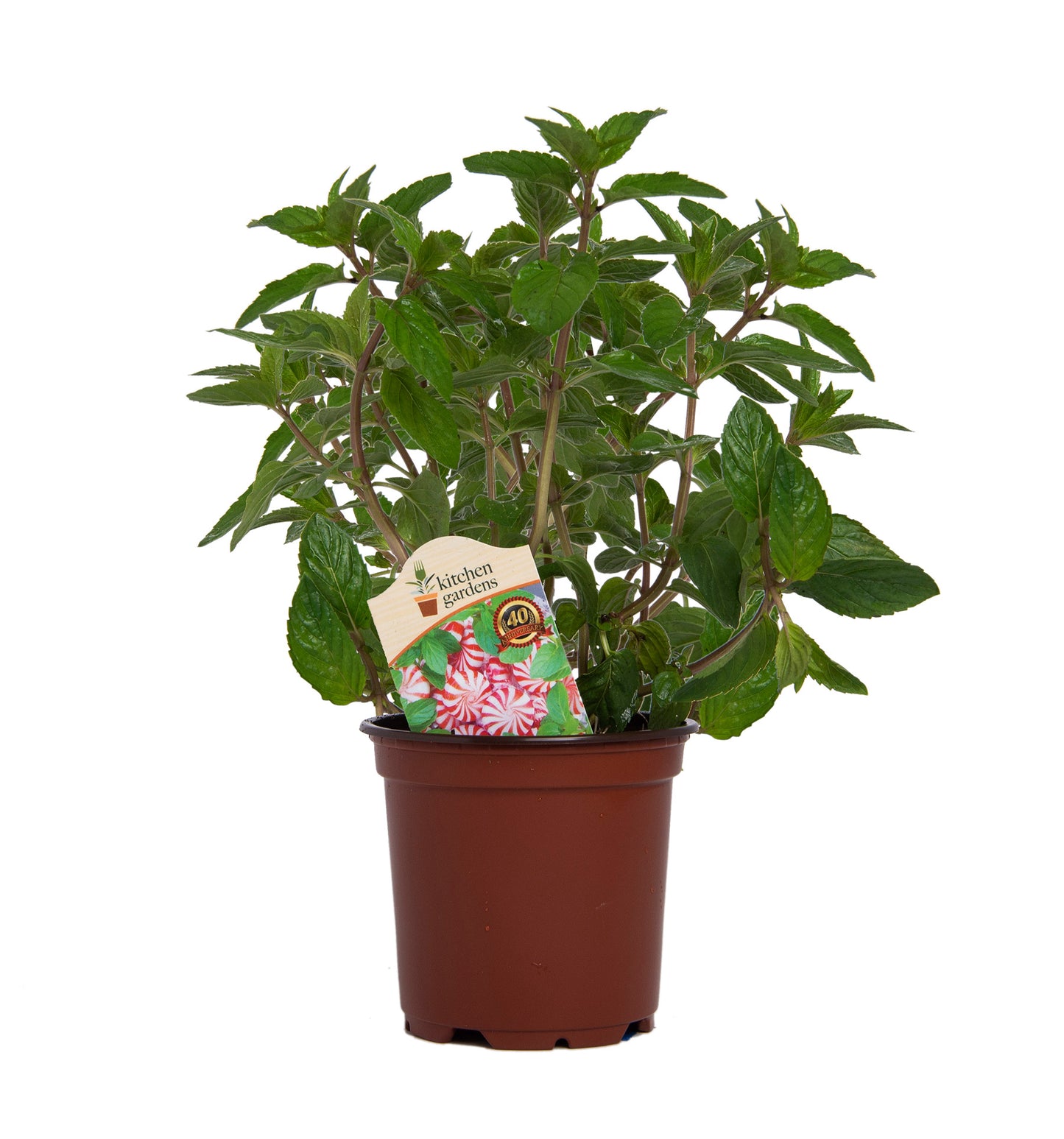 Herbs