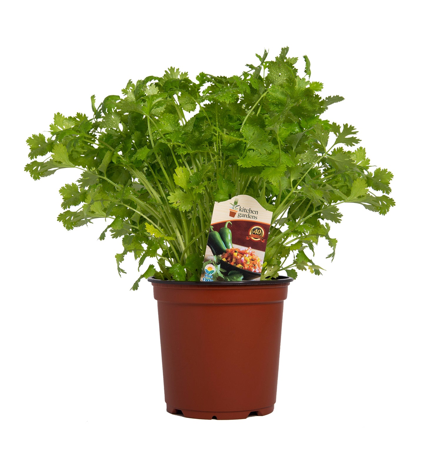 Herbs