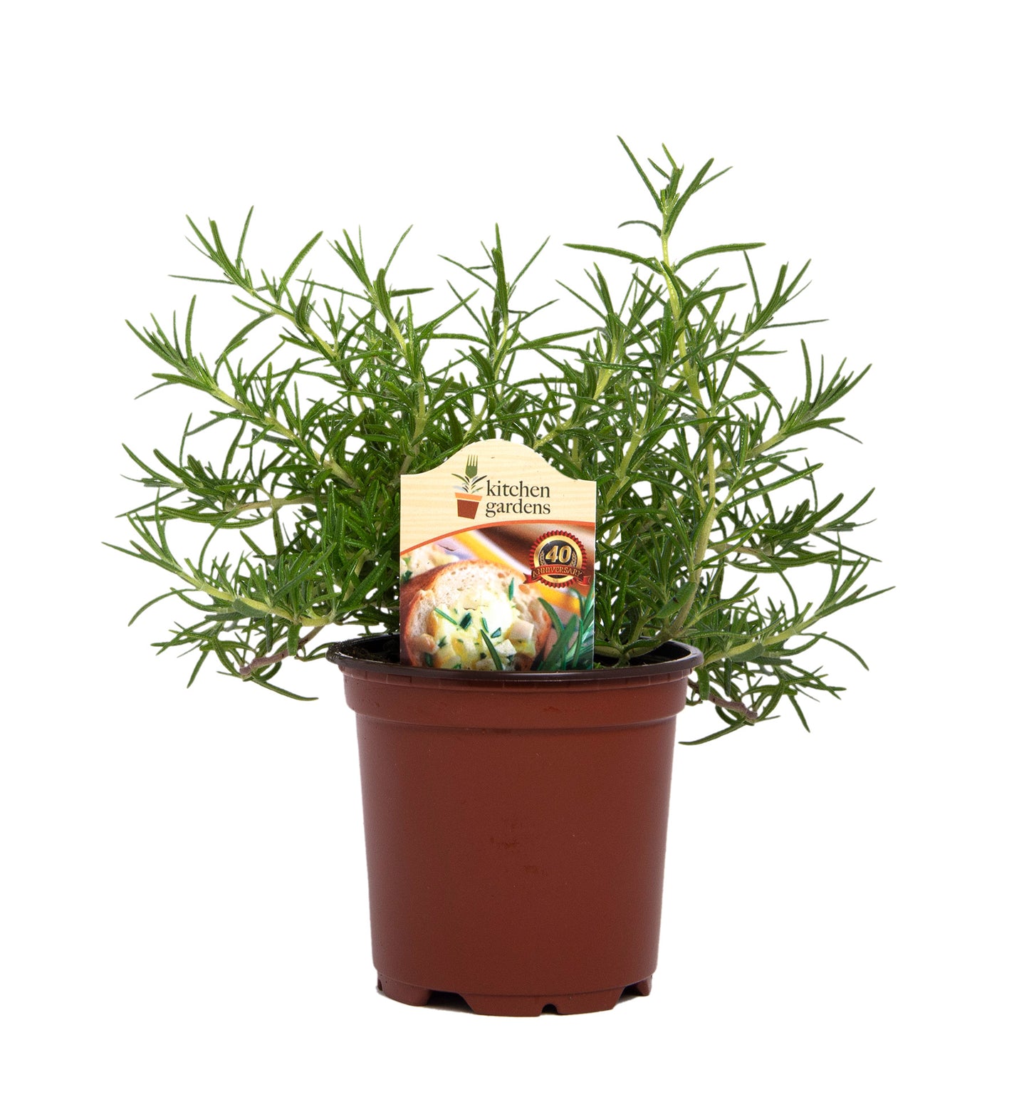 Herbs
