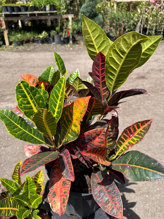 Croton Petra