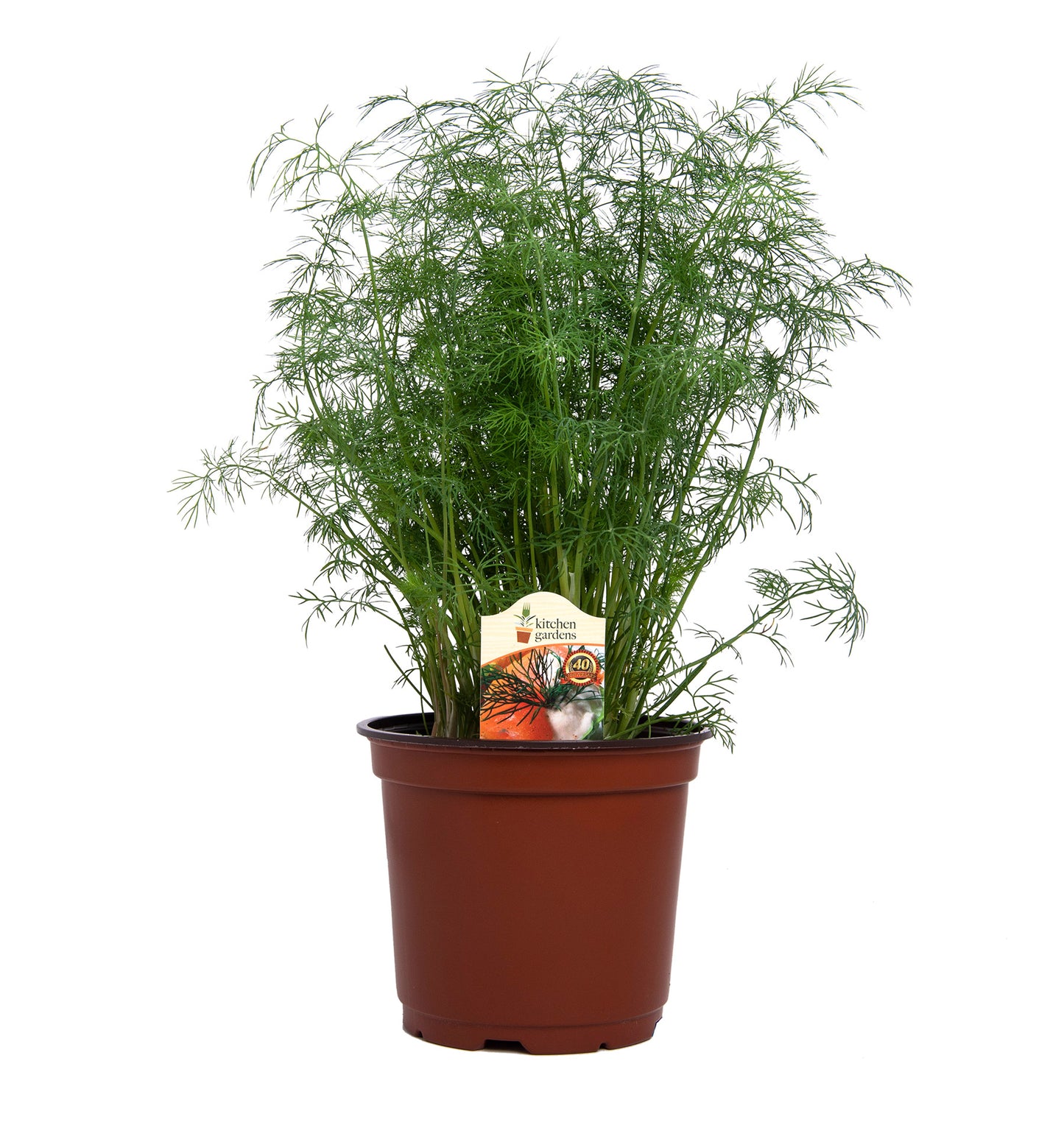 Herbs