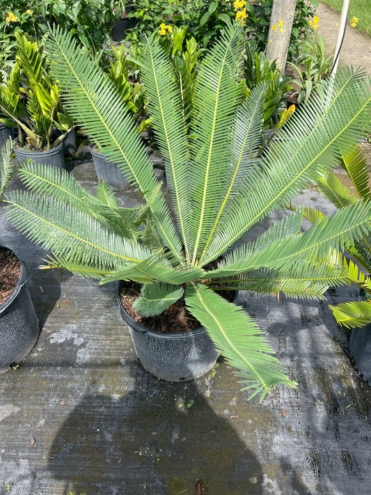 Dioon Palm