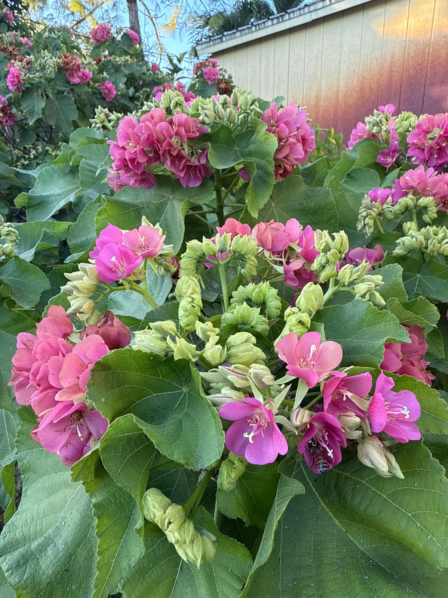 Dombeya Seminole 