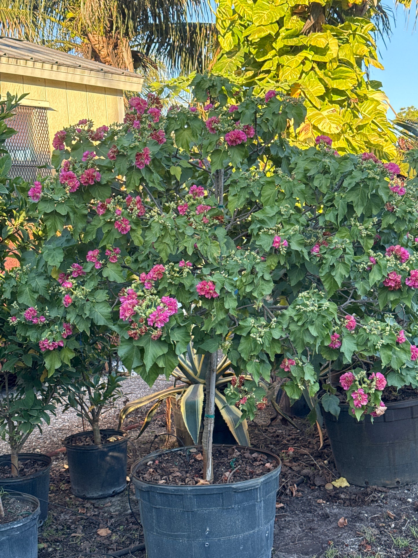 Dombeya Seminole 