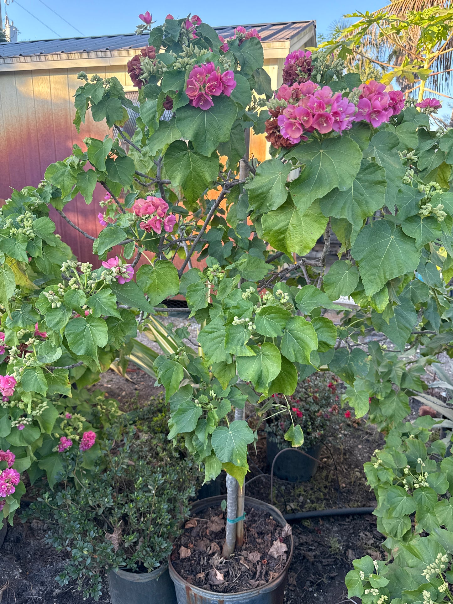 Dombeya Seminole 