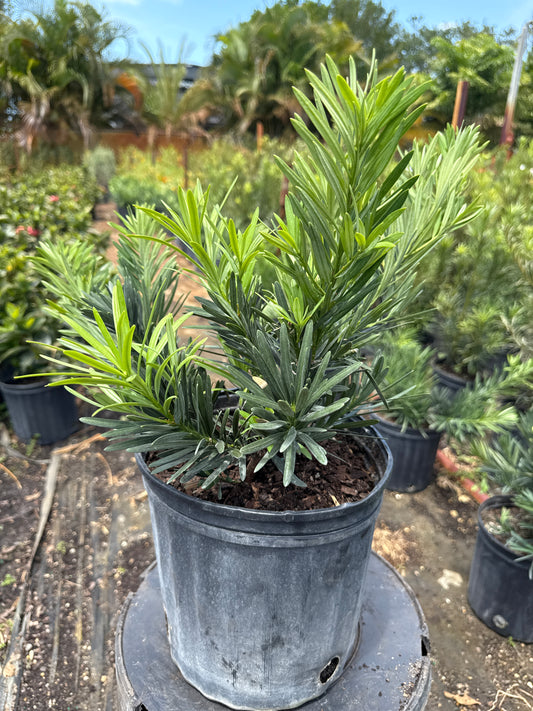 Dwarf Podocarpus (Pringles)