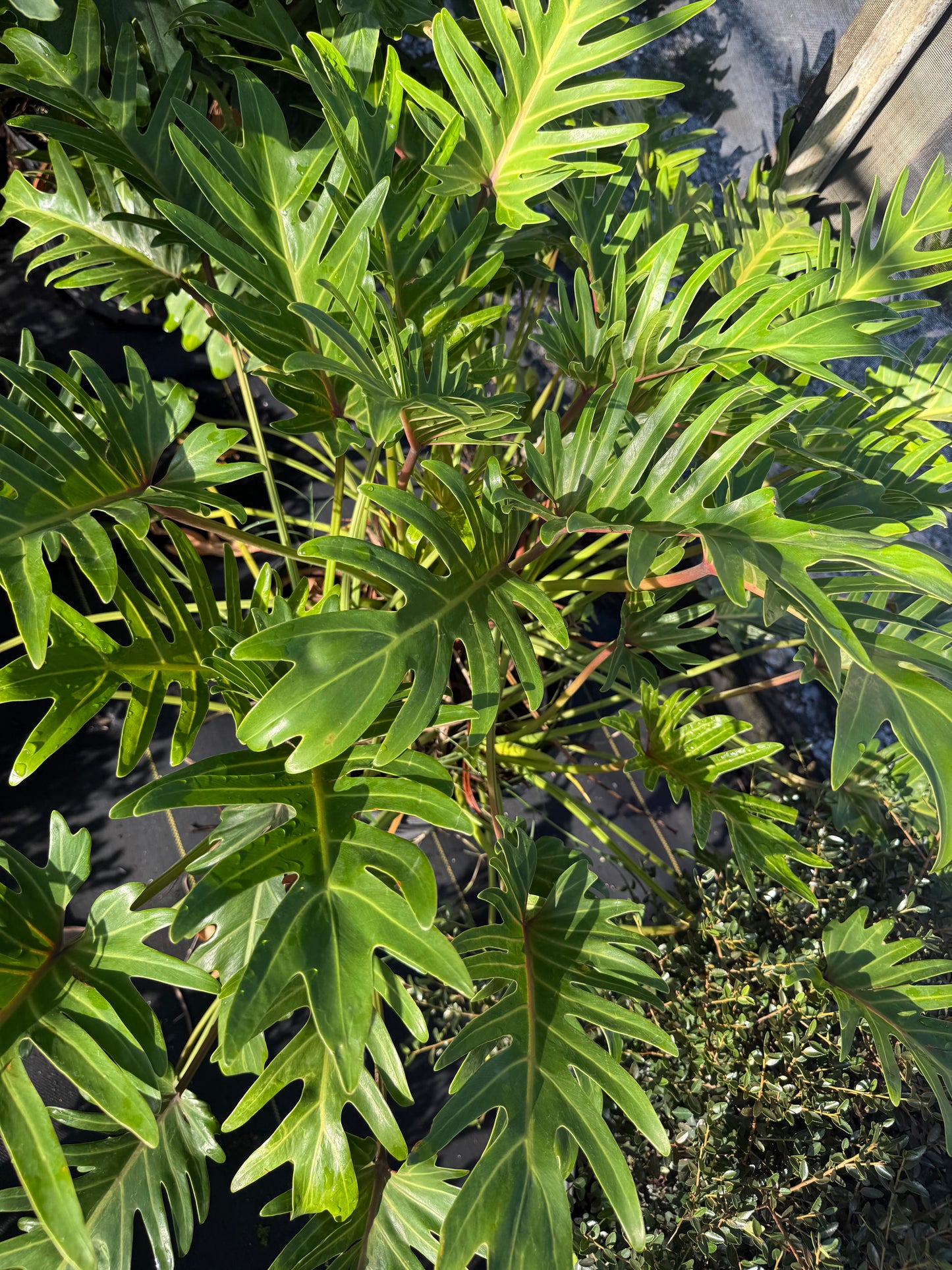 Philodendron Selloum