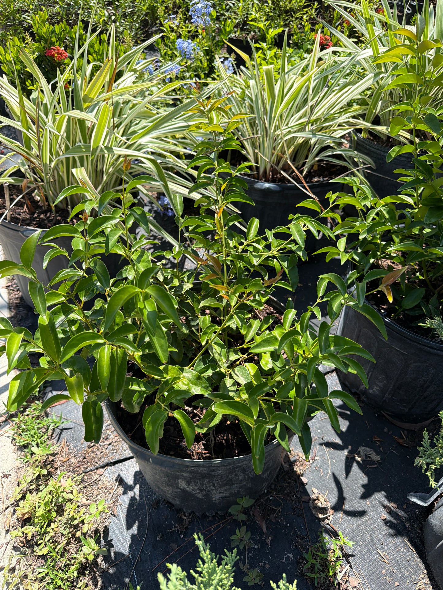 Star Jasmine
