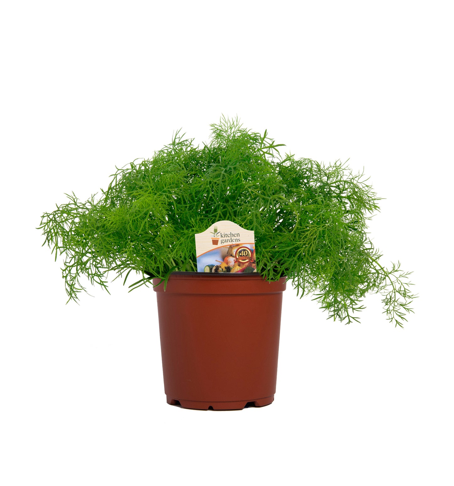 Herbs