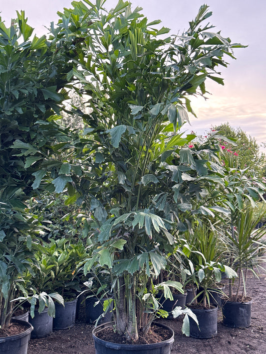 Fish Tail Palm
