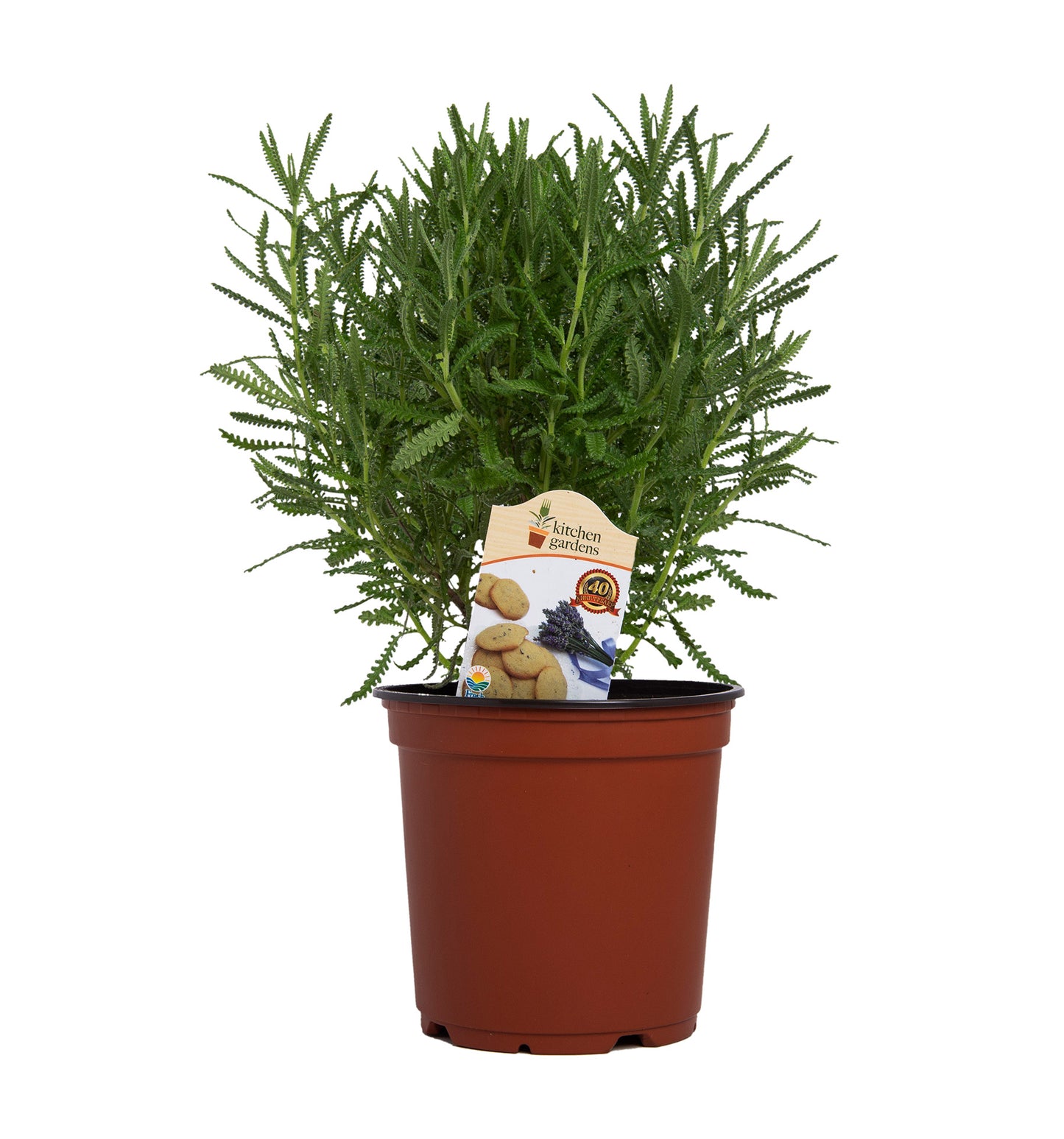 Herbs
