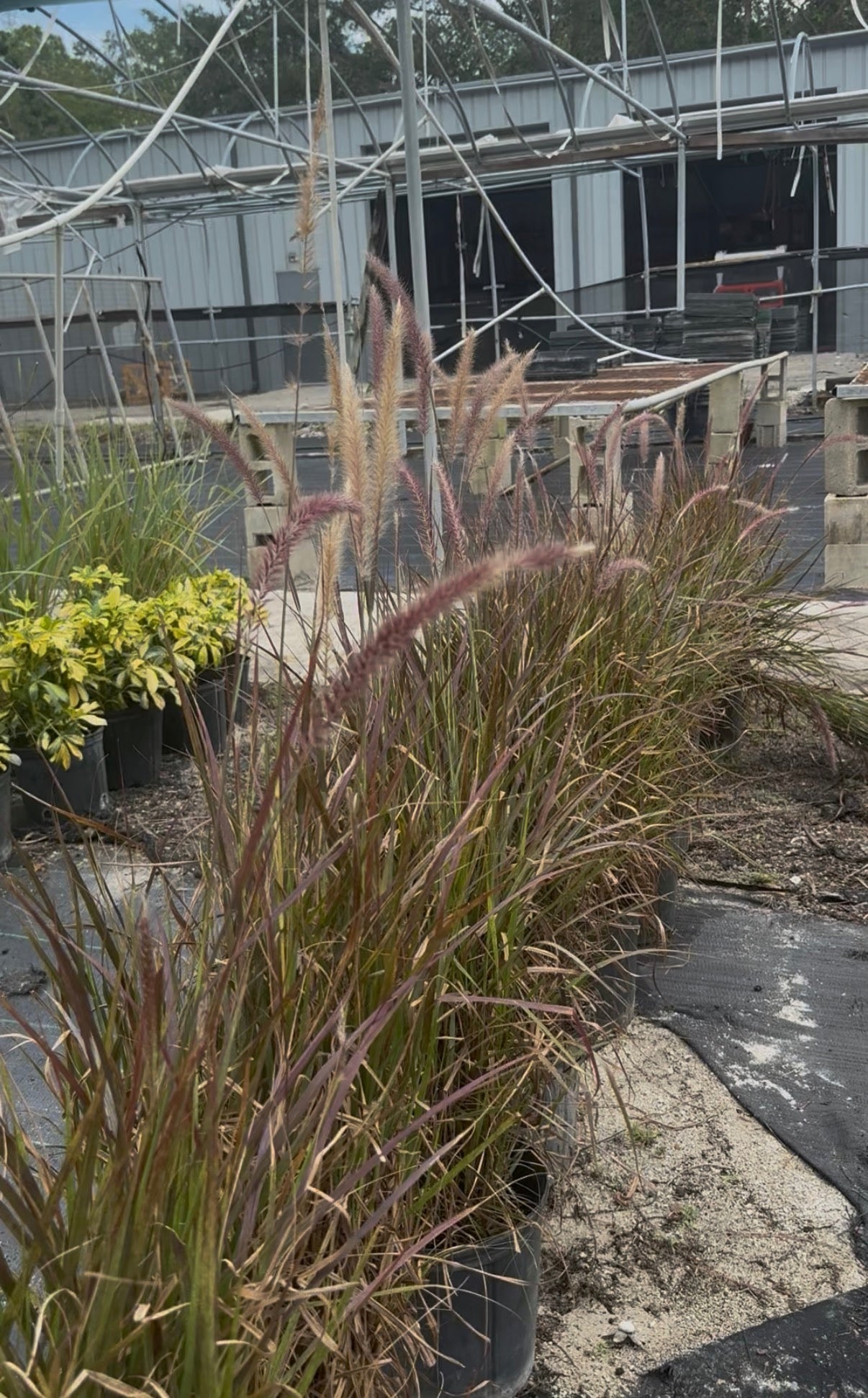 Fountain Grass