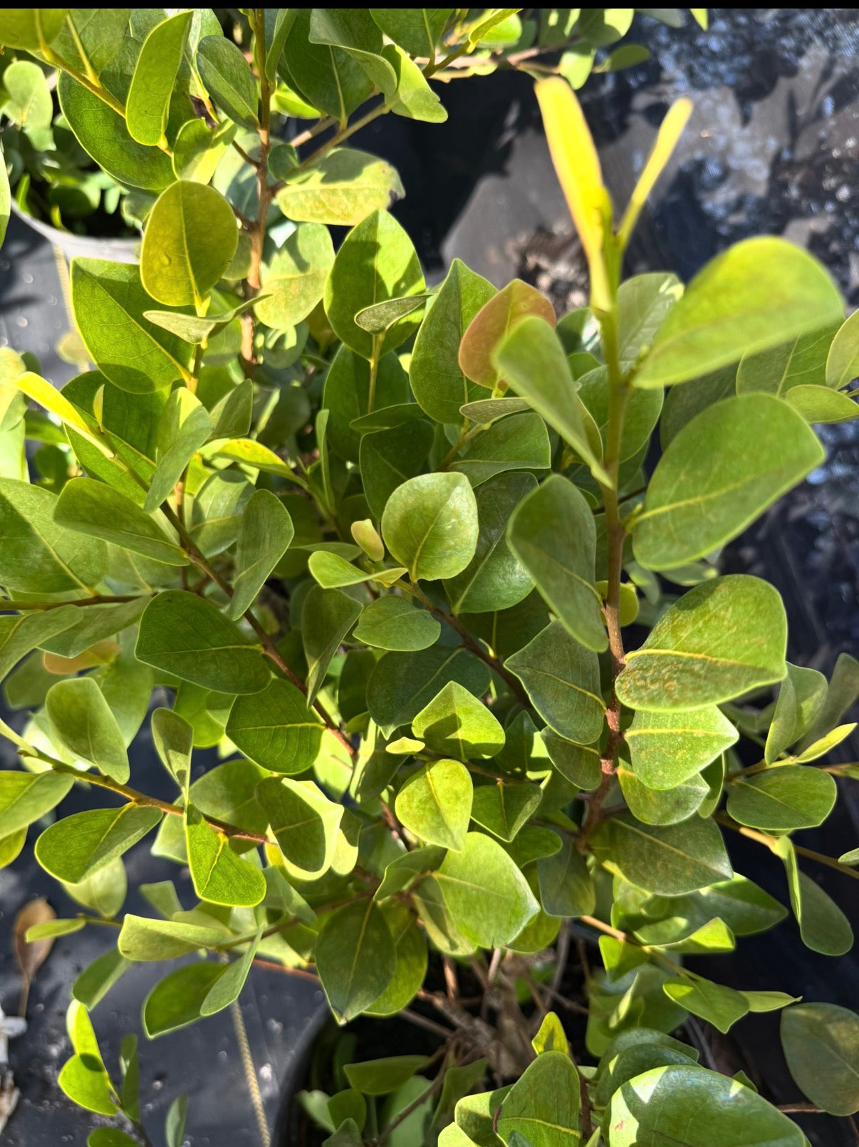 CocoPlum