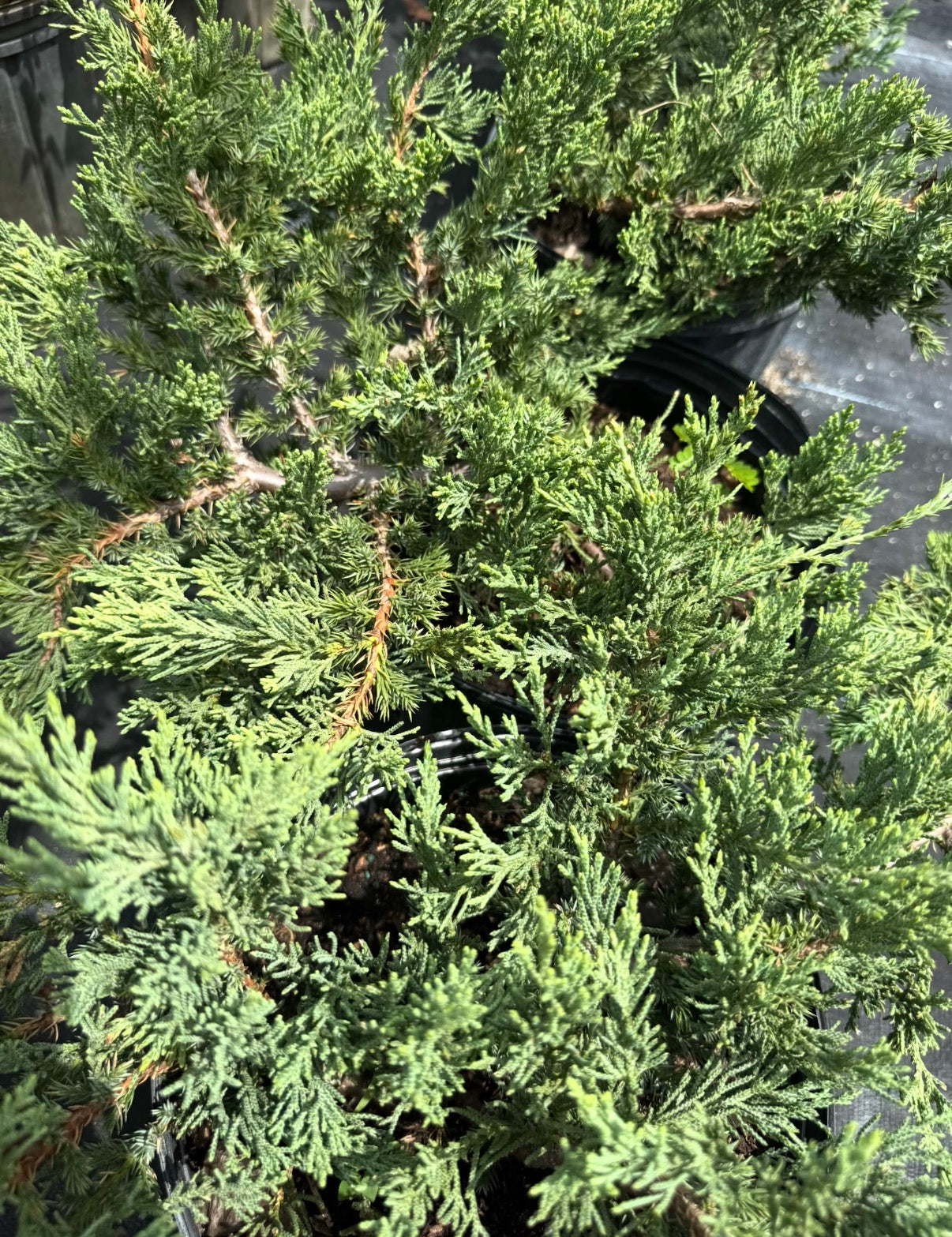 Juniper Parsonii