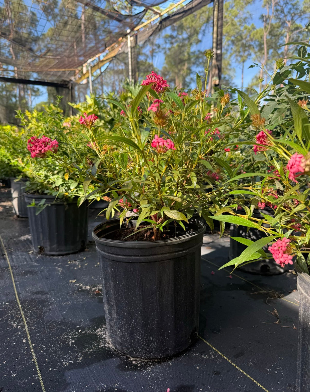 Panama Rose
